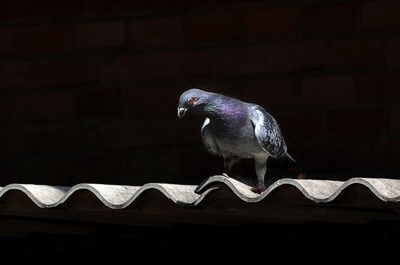 日本のレース鳩が太平洋横断、7000キロ離れたカナダで保護