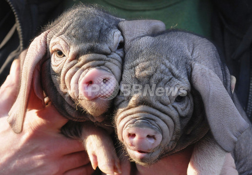 梅山豚の赤ちゃん 13匹誕生 ベルリンの動物園 写真3枚 ファッション ニュースならmode Press Powered By Afpbb News