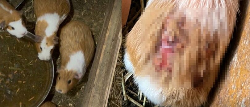 忠清北道丹陽の動物展示施設で救助された負傷したモルモット＝動物自由連帯提供(c)NEWSIS