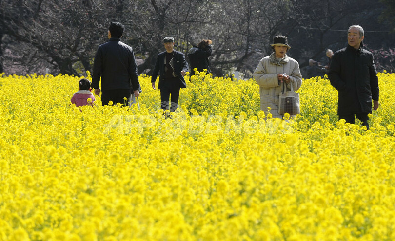 一面の菜の花、浜離宮恩賜庭園