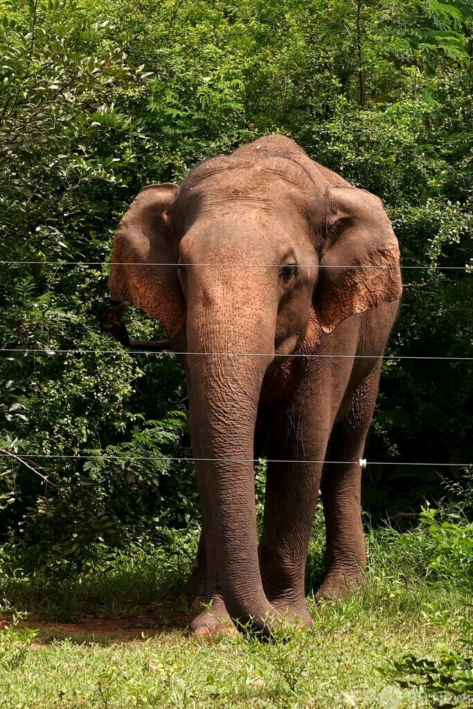 ゾウ害対策の電気柵を延伸 スリランカ