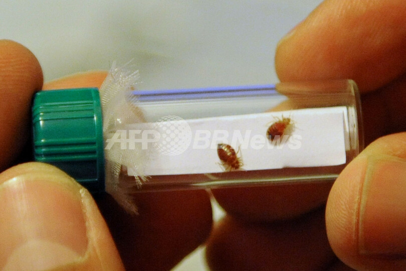 米NYで大発生のナンキンムシ、ついに国連本部も襲撃