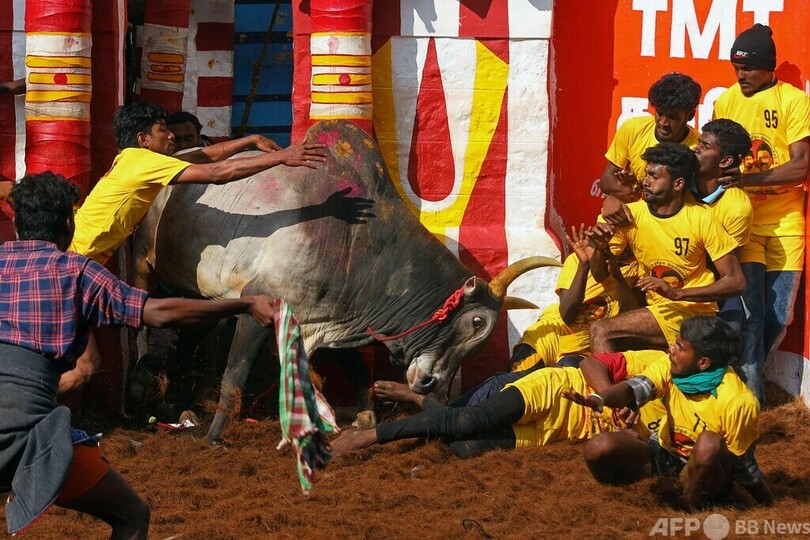 伝統の牛追い祭り、インド最高裁が再開支持 動物虐待の声も