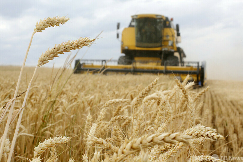 ウクライナの小麦生産量、前年比35%減 仏データ分析会社