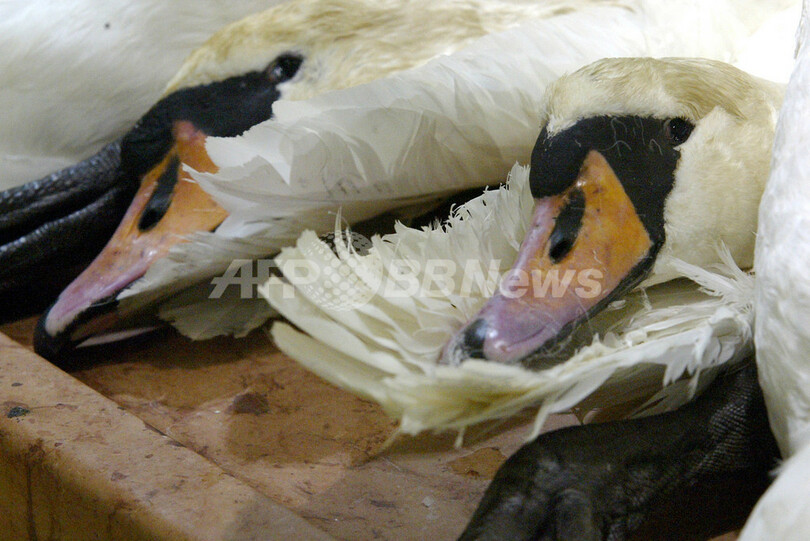 鳥インフルエンザ ハンガリーで鳥インフルエンザが発生 ベルギー 写真2枚 国際ニュース Afpbb News