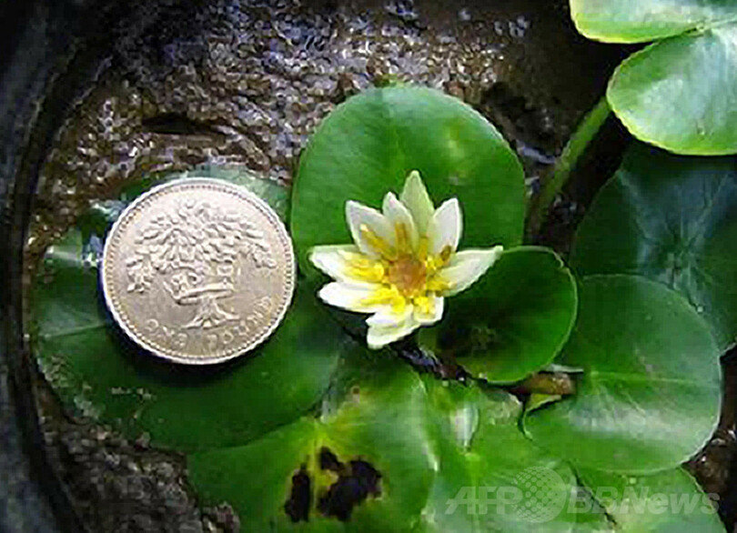 世界最小のスイレン 英植物園から盗まれる 写真1枚 国際ニュース Afpbb News