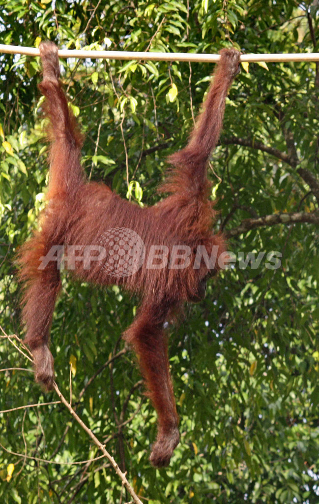 ロープ橋を渡るオランウータンの写真公開、近親交配避け繁殖相手探し