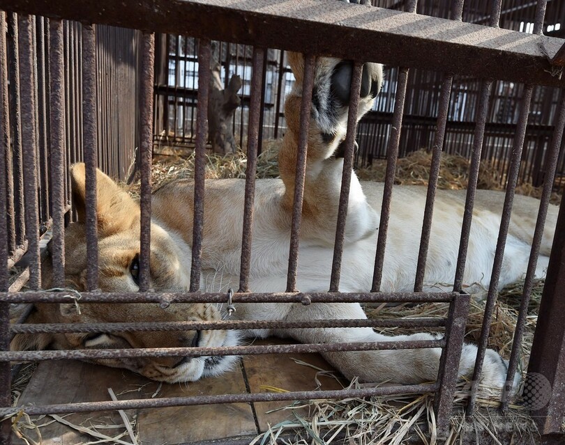 サーカスから保護されたライオン33頭アフリカへ、ペルー