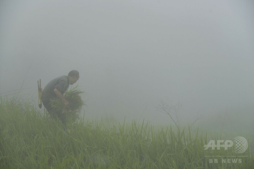 夏の棚田の農作業風景、貴州
