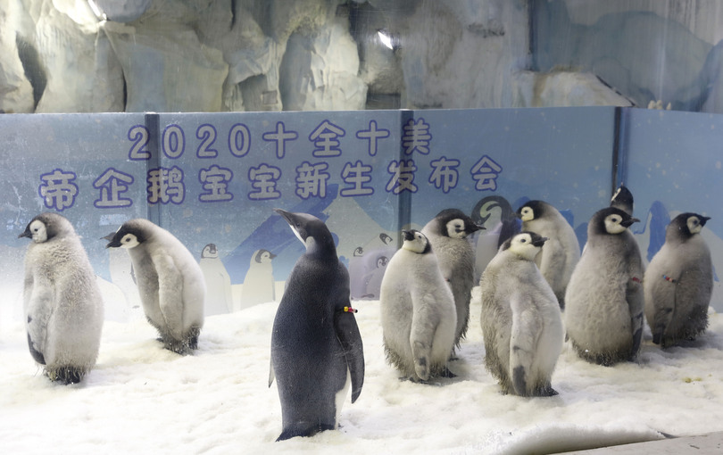珠海長隆海洋王国でコウテイペンギンのひな公開 広東省