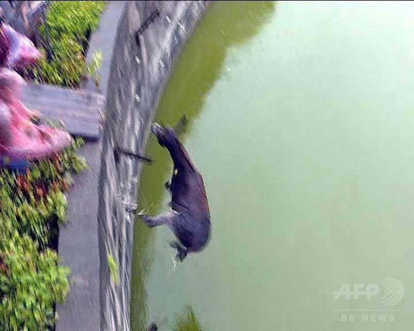 生きたロバをトラの餌に、投資家の暴挙捉えた映像に怒りの声 中国