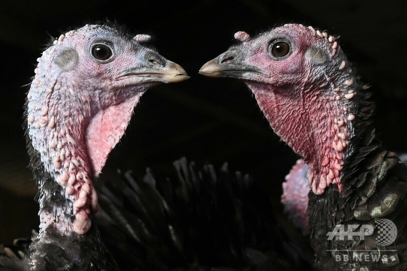 密避けるコロナ・クリスマス、七面鳥は小ぶりが売れ筋 英