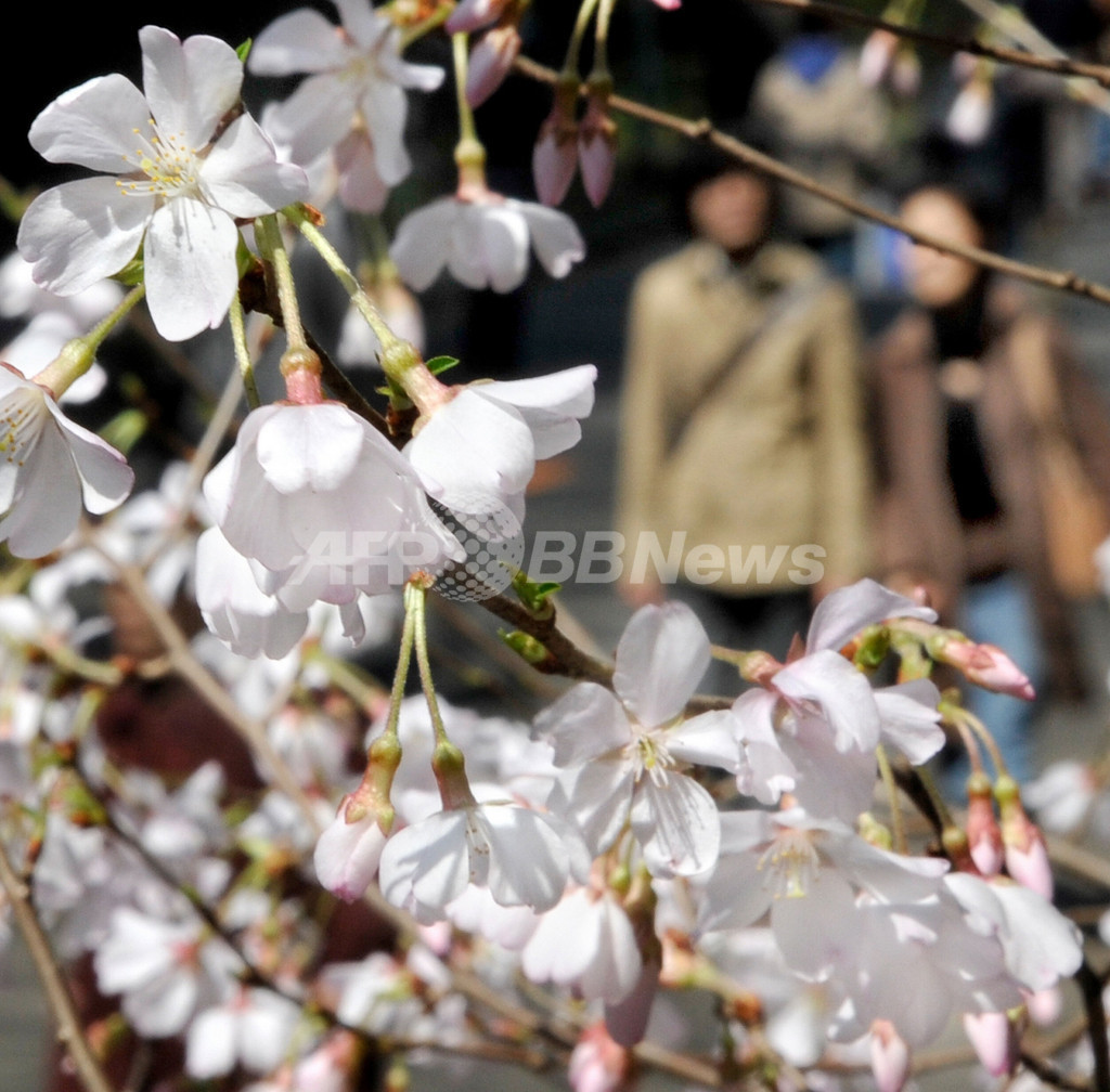 どうなる「桜前線」の将来、温暖化で年々開花早まる 写真2枚 国際ニュース：AFPBB News