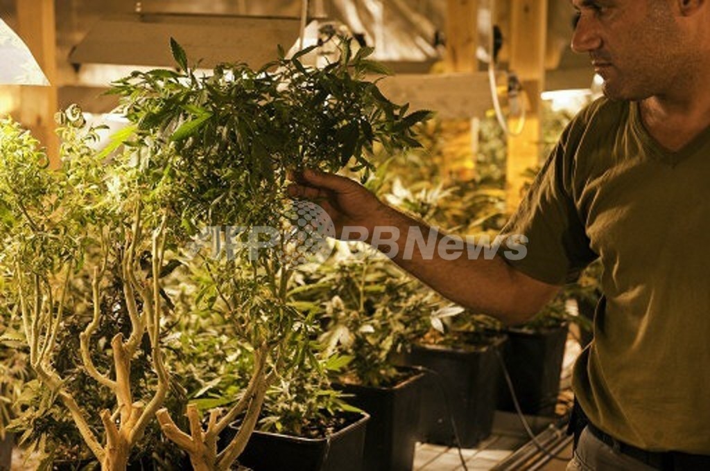 大麻の成分、がん患者の食欲回復に効果 カナダ研究 大麻の成分、がん患者の食欲回復に効果 カナダ研究