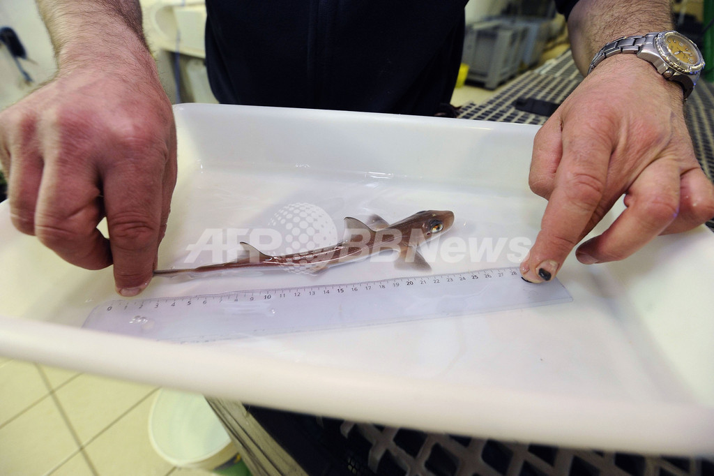 ホシザメの赤ちゃん25匹誕生 仏水族館 写真12枚 国際ニュース Afpbb News