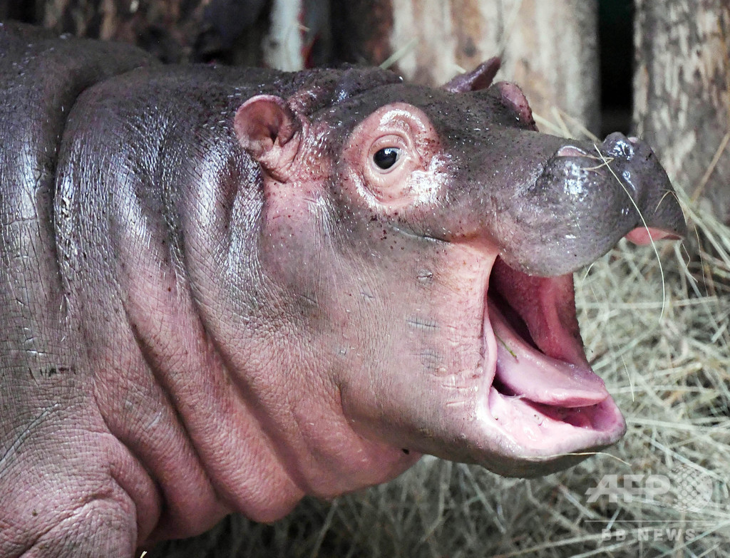 僕の名前は ハロウィーン なぜかというとね 独動物園の赤ちゃんカバ 写真6枚 国際ニュース Afpbb News