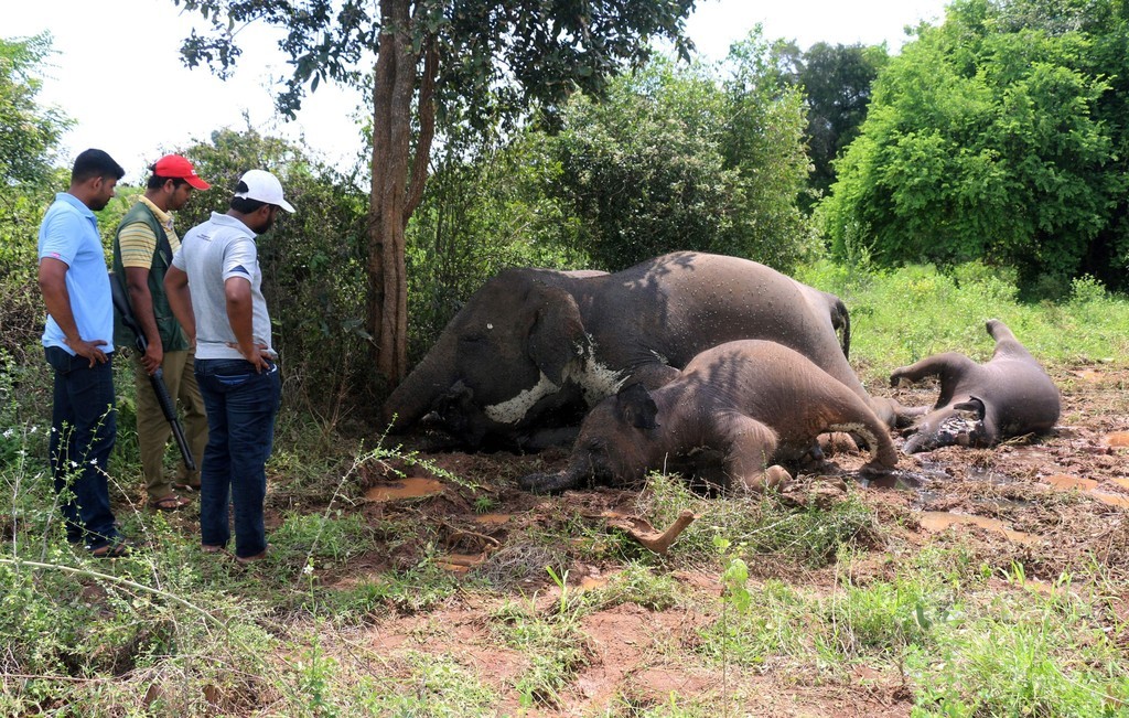 落雷でゾウ4頭死ぬ スリランカ 落雷でゾウ4頭死ぬ スリランカ