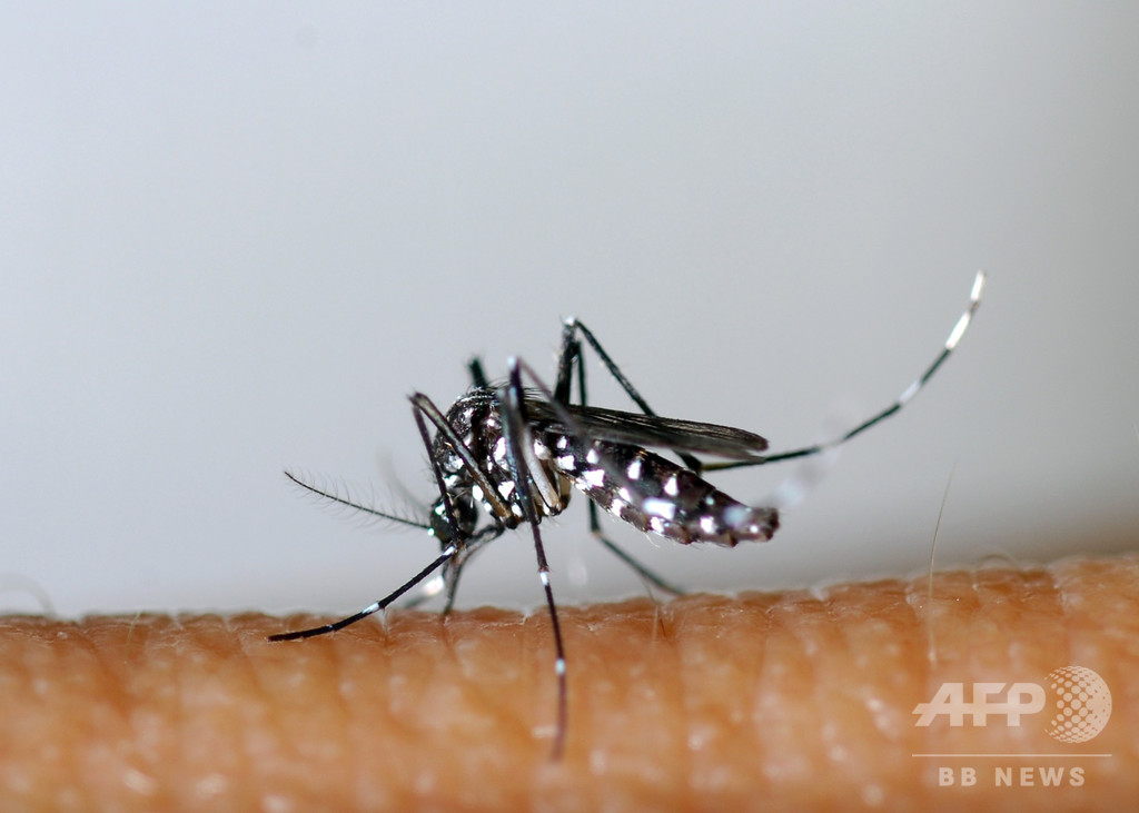 放射線と細菌で蚊を根絶、中国の実験で成果 放射線と細菌で蚊を根絶、中国の実験で成果