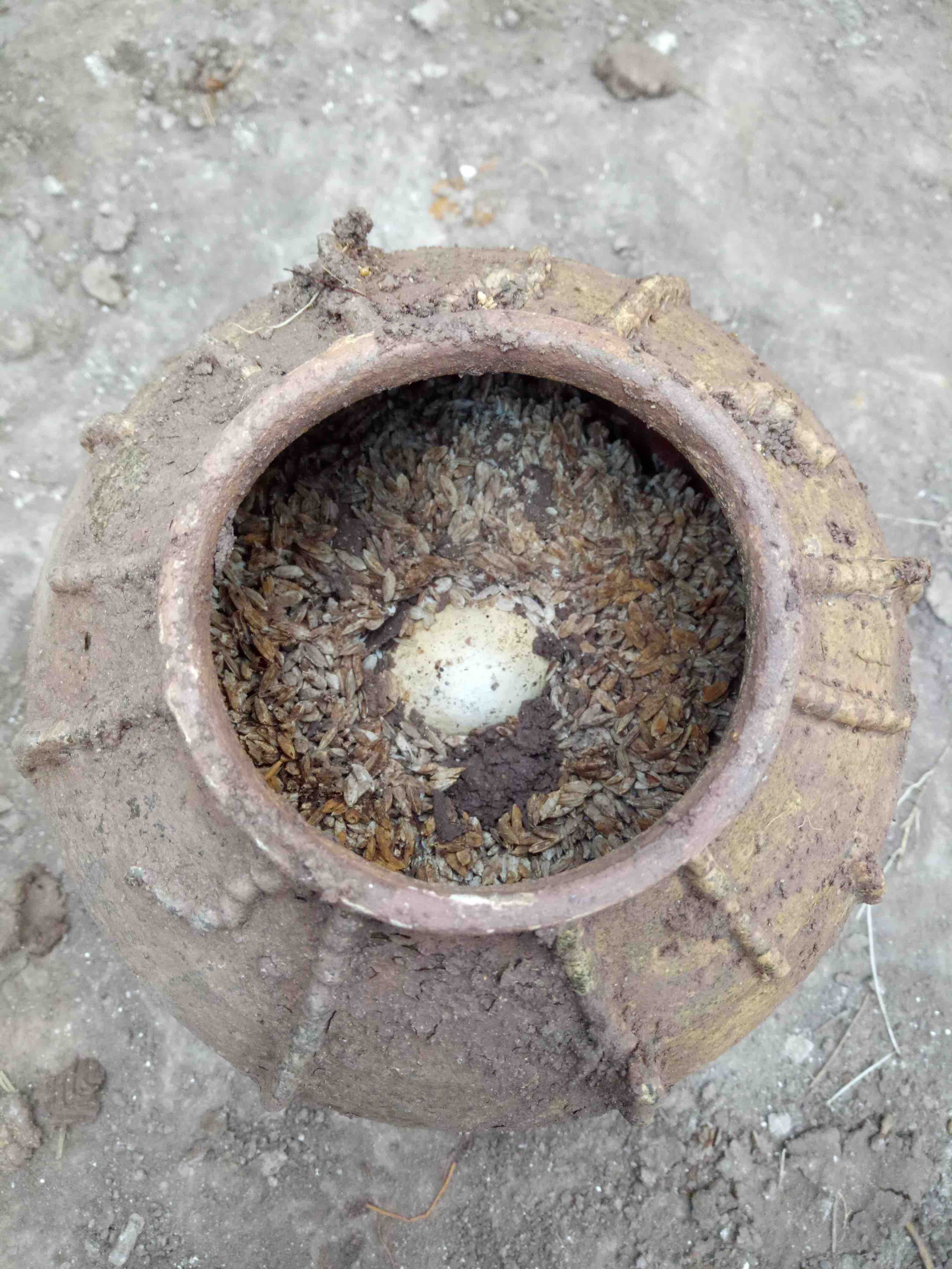 500年前の墓から鶏卵が出土 中国・四川省 500年前の墓から鶏卵が出土 中国・四川省