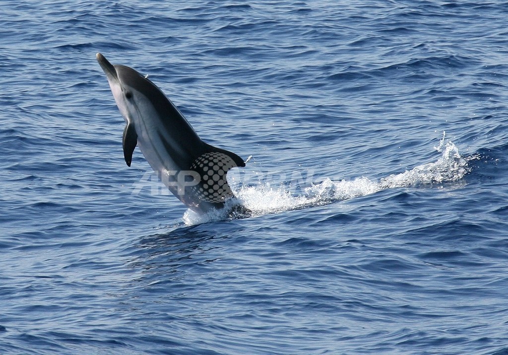 クジラ・イルカ密漁防止の新たな武器は「DNA」、台湾 クジラ・イルカ密漁防止の新たな武器は「DNA」、台湾