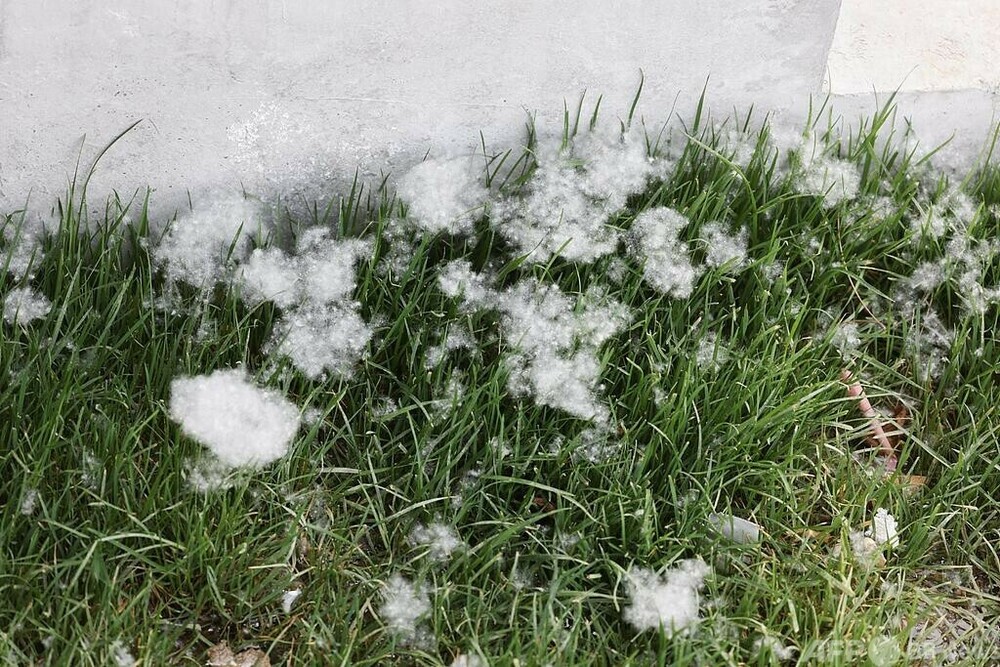 2026楊絮・柳絮飛散予報が発表 北京・天津は6日から飛散開始