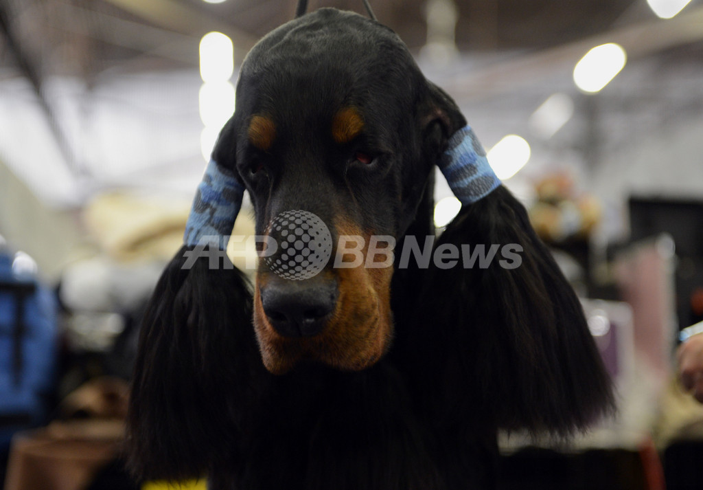 アーフェンピンシャーに栄冠、ウエストミンスター・ドッグショー