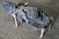 メガラプトル類「マイプ・マクロソラックス」の頸椎の化石。アルゼンチンの首都ブエノスアイレスの国立自然科学博物館にて（2022年5月2日撮影）。(c)Juan MABROMATA / AFP