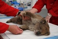 豪サウスオーストラリア州カンガルー島の仮設病院で、やけどの治療を受けるコアラ（2020年1月14日撮影）。(c)PETER PARKS / AFP 