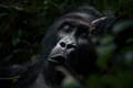 コンゴ民主共和国のカフジビエガ国立公園に生息するヒガシローランドゴリラ（2019年9月30日撮影）。(c)ALEXIS HUGUET / AFP