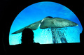 米ニューヨーク（New York）のアメリカ自然史博物館（American Museum of Natural History）では23日から、クジラの特別展「Whales: Giant of the Deep（クジラ：深海の巨大生物）」が始まる。クジラに関する最新の研究結果や、人類の文化にクジラが果たしてきた中心的役割などを紹介する。開催は来年1月5日まで。

写真は、20日に行われた内覧会の様子（2013年3月20日撮影）。(c)AFP/EMMANUEL DUNAND