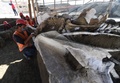 メキシコ・スンパンゴで発見されたマンモスの骨（2020年9月8日撮影）。(c)RODRIGO ARANGUA / AFP