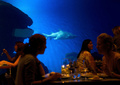 スペインのパルマデマジョルカ（Palma de Mallorca）にあるパルマ水族館（Palma Aquarium）で、欧州域内で最も水深のあるサメの水槽「ビッグ・ブルー（Big Blue）」の前でディナーを楽しむ人たち（2013年7月18日撮影）。(c)AFP/JAIME REINA