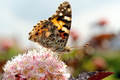 仏北部ゴッドバルスベルド（Godewaersvelde）で餌を探して花に止まったチョウ（2013年7月26日撮影）。(c)AFP/PHILIPPE HUGUEN