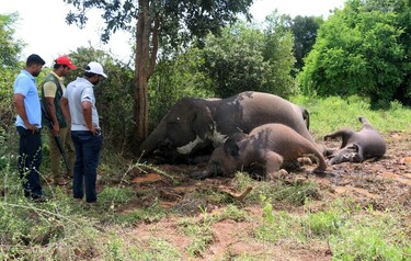 落雷でゾウ4頭死ぬ スリランカ 写真1枚 国際ニュース：AFPBB News