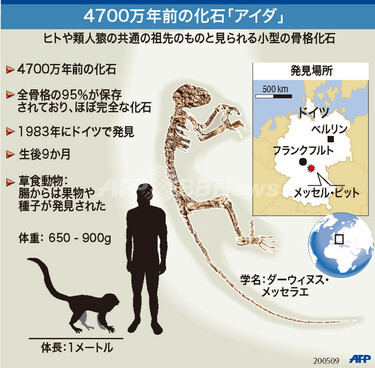 図解】4700万年前の化石「アイダ」 写真1枚 国際ニュース：AFPBB News