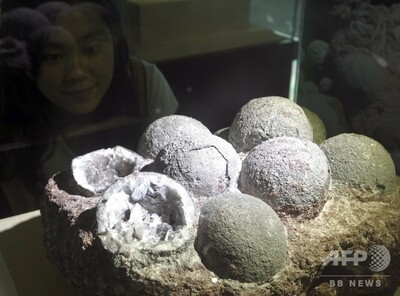 9歳の小学生が川岸で6600万年前の恐竜の卵発見、11個発掘される 写真1枚 国際ニュース：AFPBB News