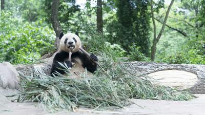 パンダのシャンシャン、両手にタケノコ 中国四川省