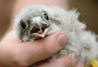 ベルリン、チョウゲンポウのひなの身体測定