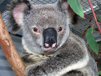 コアラが九死に一生、車前部に挟まり数マイルも無傷　豪州