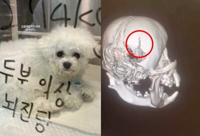 子犬を床に叩きつけ…韓国・ペット美容室で虐待、頭がい骨骨折の衝撃