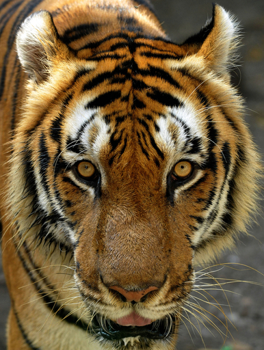 今年はボクの年、動物園のベンガルトラ フィリピン
