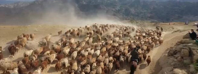 新疆、43万頭の家畜が夏の移動シーズンに