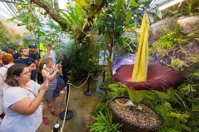 「腐った肉」の臭い ショクダイオオコンニャク開花 仏