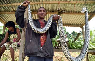「ヘビどうだい？」赤道ギニアの露天商