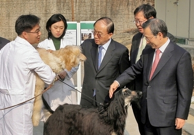 韓国、クローン犬の人工授精に成功 5月出産予定