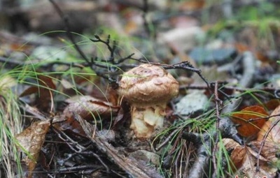 中国・延辺のマツタケ 48時間で日韓に届け 市場需要高まる