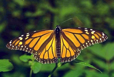 オオカバマダラの大移動、起源は数百年前か 従来説を否定