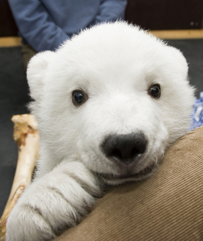 ホッキョクグマのフロッケ、カメラ目線もばっちり