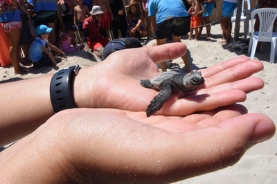 アカウミガメと観光客が砂浜をシェア、チュニジアの島