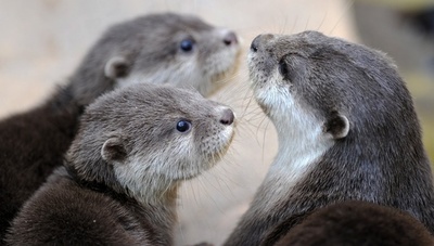 カワウソの国際取引禁止へ、コツメカワウソも対象 ワシントン条約会議